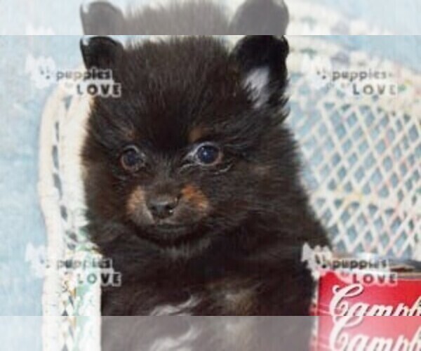 Medium Photo #11 Pomeranian Puppy For Sale in SANGER, TX, USA