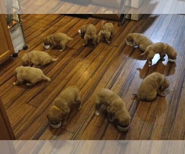 Medium Photo #3 Golden Retriever Puppy For Sale in GOODELLS, MI, USA