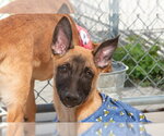 Small #1 German Shepherd Dog Mix