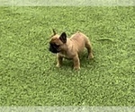 Puppy Farrah French Bulldog