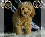 Puppy Buddy F1BB Goldendoodle (Miniature)