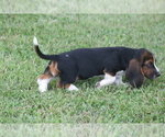 Small #3 Basset Hound