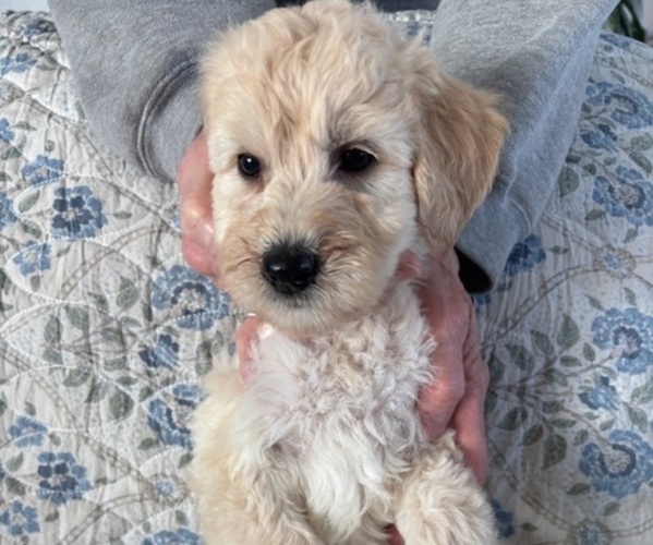 Medium Photo #35 Schnoodle (Giant) Puppy For Sale in ANDERSON, CA, USA