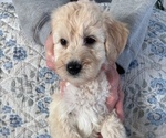 Small Photo #35 Schnoodle (Giant) Puppy For Sale in ANDERSON, CA, USA