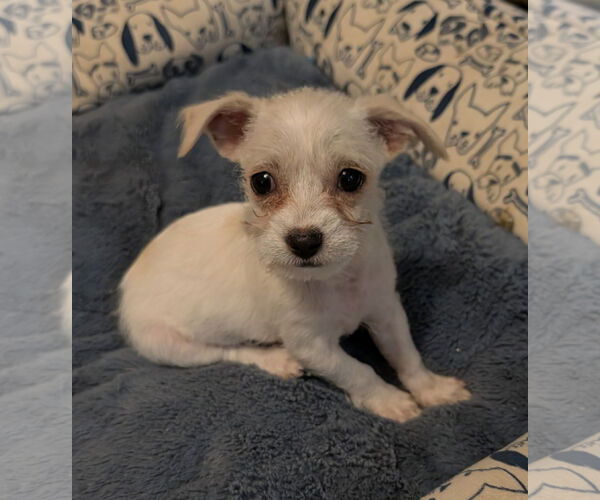 Medium Photo #1 Shih Tzu Puppy For Sale in The Woodlands, TX, USA