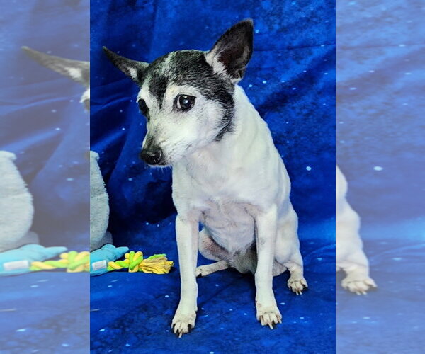 Medium Photo #1 Chihuahua-Unknown Mix Puppy For Sale in Wetumpka, AL, USA