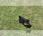 Small #3 Yorkshire Terrier