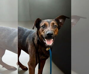 Mutt Dogs for adoption in Menifee, CA, USA