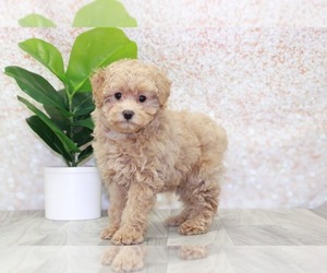 Poodle (Miniature) Puppy for sale in MARIETTA, GA, USA