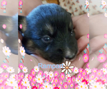 Small Photo #45 Australian Shepherd-Pembroke Welsh Corgi Mix Puppy For Sale in GALLEGOS, NM, USA