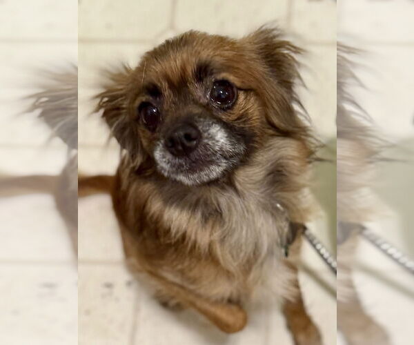 Medium Photo #4 Chihuahua-Unknown Mix Puppy For Sale in Bellevue, WA, USA