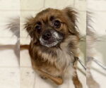 Small #3 Chihuahua Mix