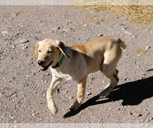 Labrador Retriever Litter for sale in MONTE VISTA, CO, USA