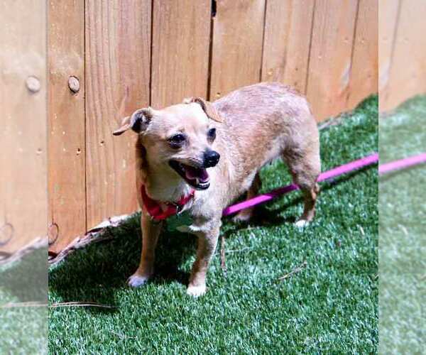 Medium Photo #3 Chihuahua-Unknown Mix Puppy For Sale in Kennesaw, GA, USA