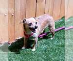 Small #2 Chihuahua Mix