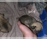 Image preview for Ad Listing. Nickname: Litter of 6