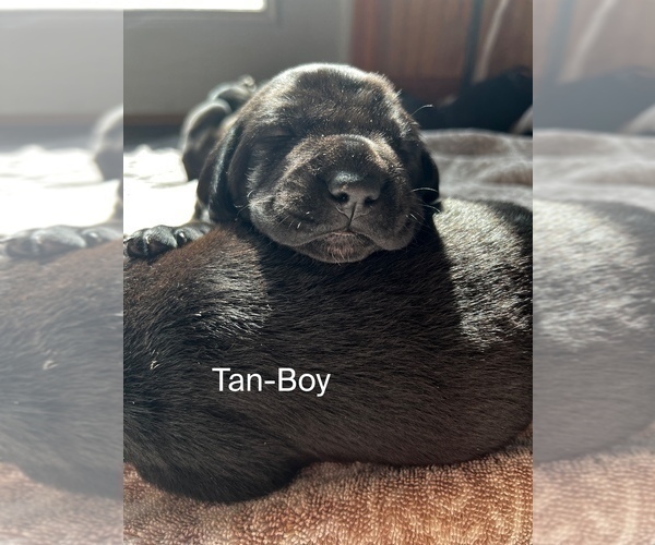 Medium Photo #1 Cane Corso-German Shorthaired Pointer Mix Puppy For Sale in CLAY CITY, KY, USA