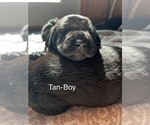 Small Photo #1 Cane Corso-German Shorthaired Pointer Mix Puppy For Sale in CLAY CITY, KY, USA
