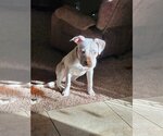 Small Photo #2 American Pit Bull Terrier-Unknown Mix Puppy For Sale in Woodbury, NY, USA