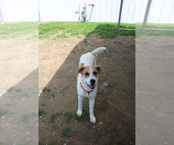 Medium Photo #4 Mutt Puppy For Sale in Evansville, IN, USA