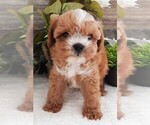 Puppy Puppy 4 Male Cavapoo