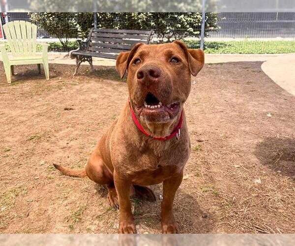 Medium Photo #1 American Pit Bull Terrier-Labrador Retriever Mix Puppy For Sale in Orange, CA, USA