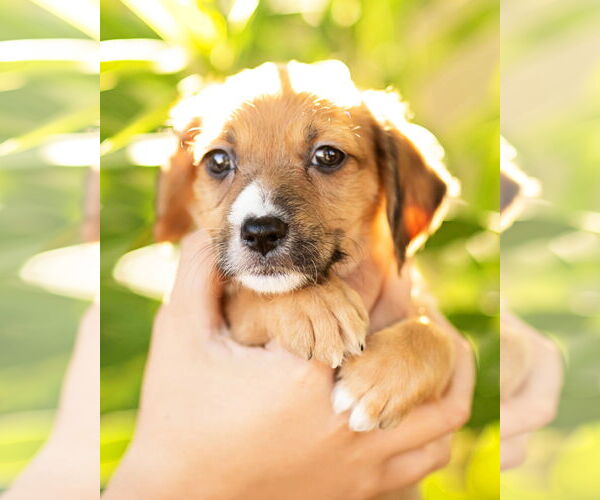Medium Photo #2 Dachshund Puppy For Sale in Corona, CA, USA