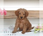 Small #2 Poodle (Miniature)