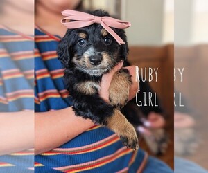 Medium Bernedoodle (Miniature)