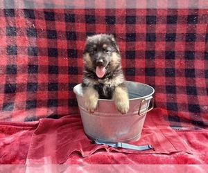 German Shepherd Dog Puppy for sale in COTTONDALE, FL, USA