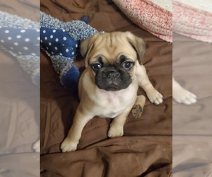 Pug Puppy for sale in FERRYVILLE, WI, USA