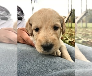 Labradoodle Puppy for Sale in PINE ISLAND, Minnesota USA