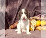 Puppy Fergie English Springer Spaniel