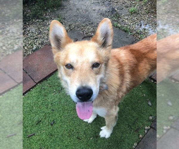 Medium Photo #1 Golden Retriever-Unknown Mix Puppy For Sale in Newfoundland, PA, USA