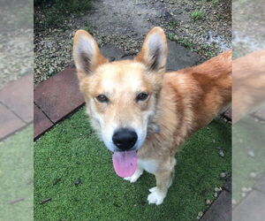 Golden Retriever-Unknown Mix Dogs for adoption in Newfoundland, PA, USA
