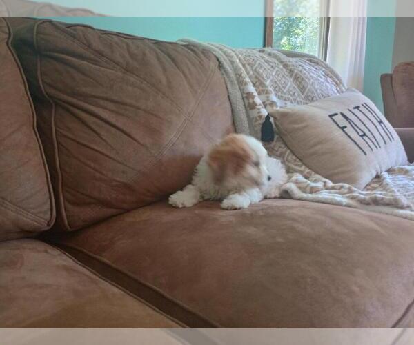 Medium Photo #2 Aussie-Poo Puppy For Sale in HOLMESVILLE, OH, USA