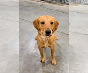 Retriever -Unknown Mix Dogs for adoption in Crystal, MN, USA