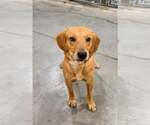 Small Retriever  Mix