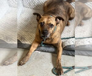 Avia - Female American Staffordshire Terrier-Boxer Mix Dog for Adoption - Photo #6