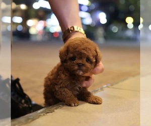 Poodle (Toy) Puppy for sale in PORTLAND, OR, USA