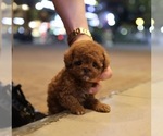 Image preview for Ad Listing. Nickname: Ttori