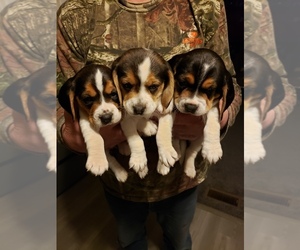 Beagle Puppy for sale in ASHLAND, IL, USA