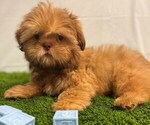 Small #3 Shih Tzu