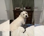 Small Photo #3 Welsh Corgi-Wheaten Terrier Mix Puppy For Sale in Dallas, TX, USA