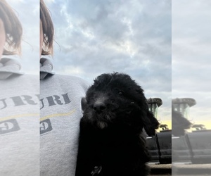 Goldendoodle Puppy for sale in TRENTON, MO, USA