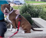 Small #1 American Pit Bull Terrier
