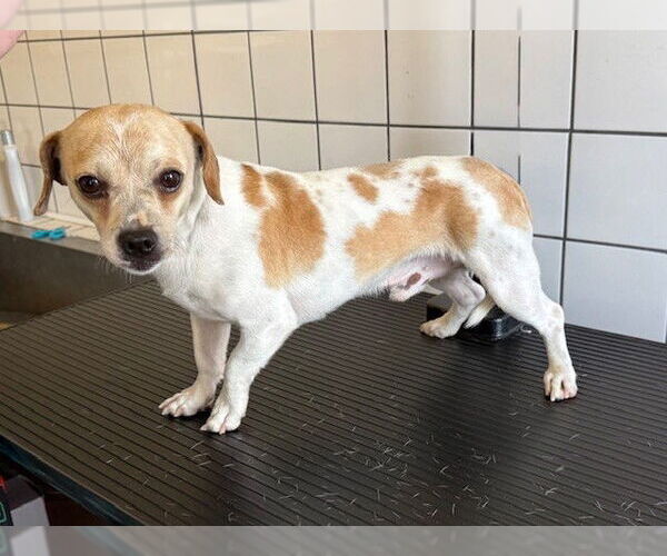 Medium Photo #1 Chihuahua-Unknown Mix Puppy For Sale in Downey, CA, USA