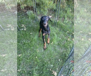 Doberman Pinscher Puppy for sale in ABINGDON, IL, USA