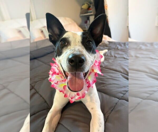 Medium Photo #1 Rat Terrier-Unknown Mix Puppy For Sale in Sayreville, NJ, NJ, USA