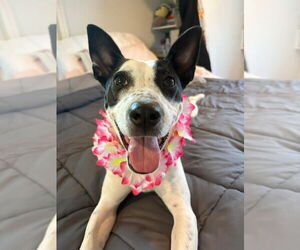 Rat Terrier-Unknown Mix Dogs for adoption in Sayreville, NJ, NJ, USA